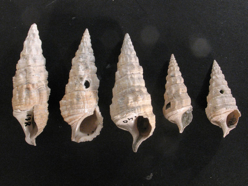 Cerithium vulgatum (Bruguiere, 1792) - Pliocene - Biellese